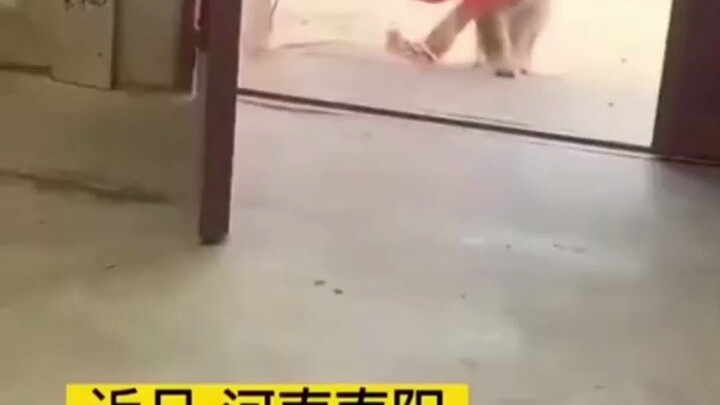 Anjing golden retriever menemukan sebuah lentera Kongming yang menggantungkan seikat uang, setelah m