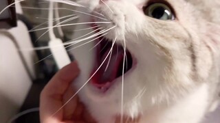 【日常】猫咪想揍主人没想到一下子撞到了头，真是笨得可爱~
