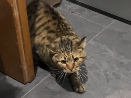 猫猫什么心思一眼就看出来了