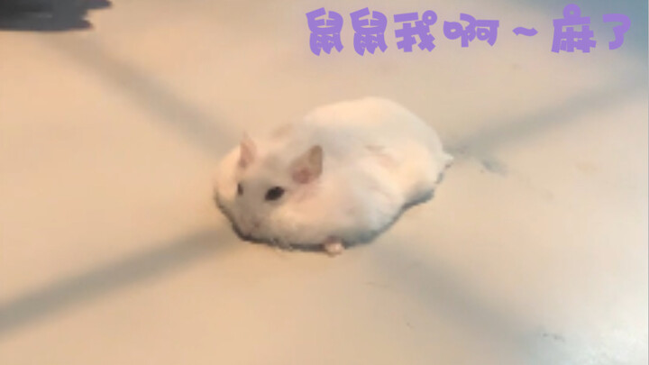 【Phát lại】Chuột hamster mập mạp chụp X-quang đi khám bệnh