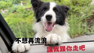 I've never owned a dog before, but I picked up one. When it was time to leave, it tried to get into 