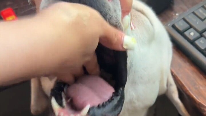 Give me four pills and I’ll throw up four and a half; the dog says, “I already ate all that, and now