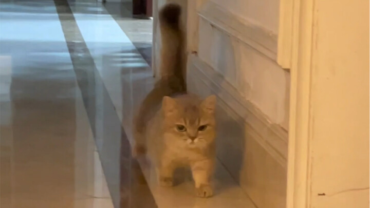 Thật sự nghiêm túc bước đi như mèo