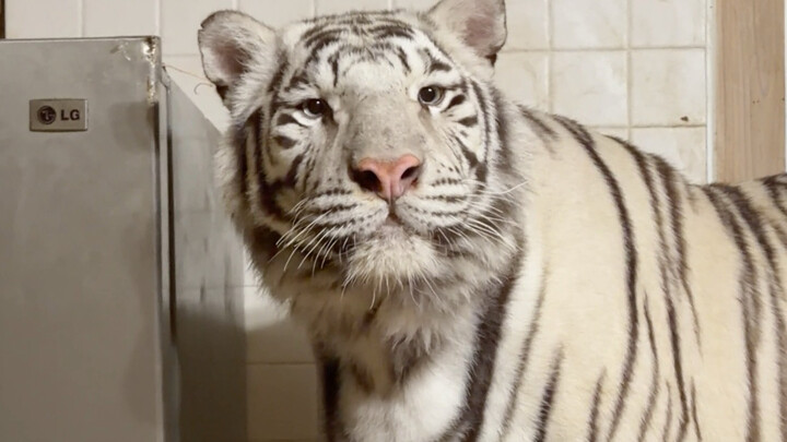 🦓：ใจกล้าจริงๆ ผ้าเช็ดตัวที่เพิ่งเช็ดอึเสร็จ ทำไมถึงเอามาเช็ดหน้าให้ข้าพเจ้าองค์ฮู่หู่ได้ล่ะ😠