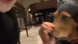 Doggy: Who are you, and why are you in my house?