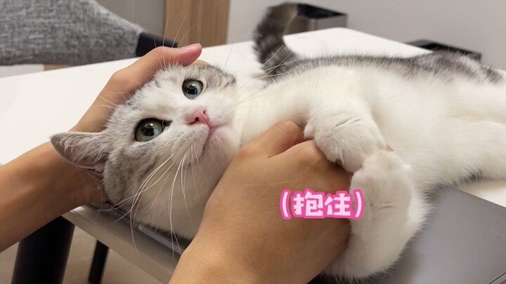 แมวน้อยตัวหนึ่งที่รอคุณกลับบ้าน~