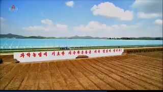 Introduzido novo método de cultivo de trigo e cevada