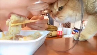 Cướp thức ăn từ miệng hổ/Chủ yếu tập trung vào cảm giác cạnh tranh trong tự nhiên/Mãnh liệt