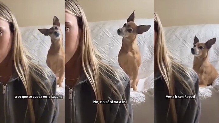 A dog that can understand its owner's conversation—keep evolving like this, and it'll soon be walkin