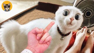 Funny Cat Reaction Will Make You Laugh😹- Pets Video 2021| Pets House