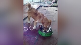 Ăn trứng vịt lộn...yeucho yeuchomeo cún cúncon chó chómèo chócon chó_cưng chókhôn yeuchomeo cưng chócute pet dog dogsoftiktok doggo