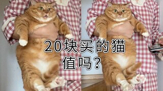 Con mèo con tôi mua với giá 20 tệ có đáng không?