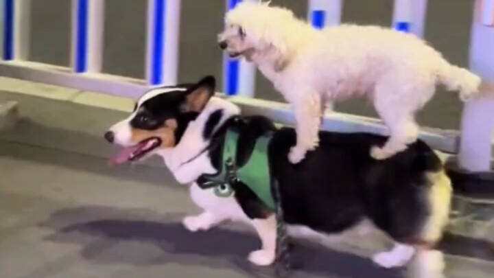 Rèn luyện điên cuồng... vẫn không bằng được tuyển thủ thiên phú à #16