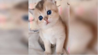 Khoảnh khắc đáng yêu của mều và đồng bọn P.4 <3