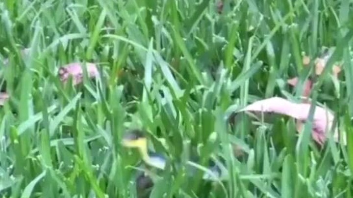 CUTE SNAKE THAT I SAW FROM TIKTOK 😍