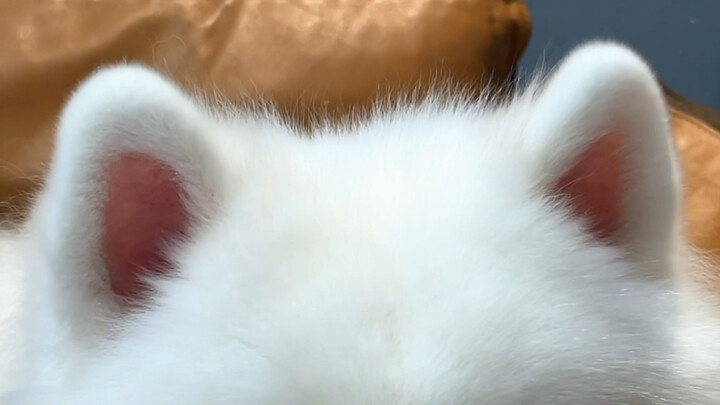 What kind of fairy ears are these?