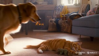 dog And cat Video_Cat and Do