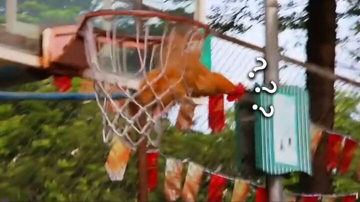 «جائزة السلوكيات المربكة للحيوانات 272»