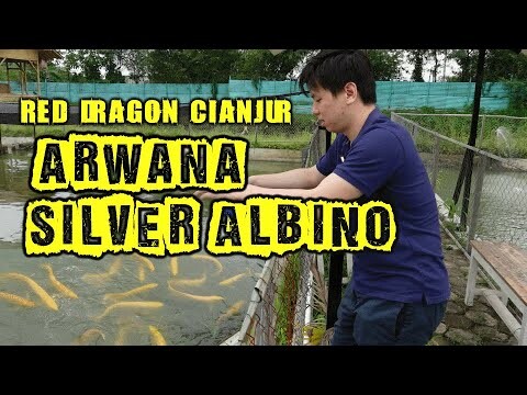 FARM RED DRAGON CIANJUR BERSAMA RONALD  SUKAMTO
