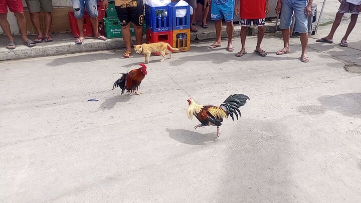 nilatress pa tibalyok mga llamadista