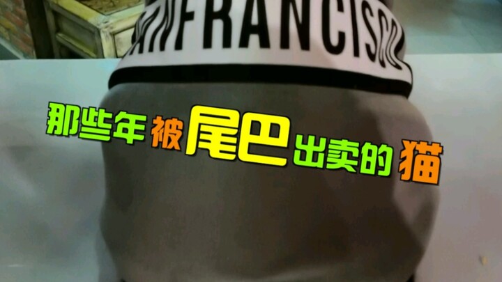 Kucing-kucing yang pernah dikhianati oleh ekornya...