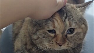 قالت أمي إنها تحب أن تداعب رأسي بلطف هكذا.