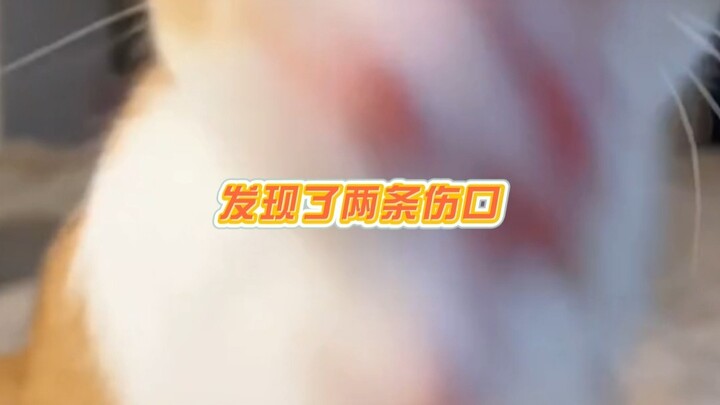 Vụ án tóc đuôi ngựa ăn thịt người