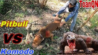 Pitbull Lớn Thợ Săn Số 1 Của Team SBATVC Quay Trở Lại | Thu Phục Rồng Komodo | ToànQN