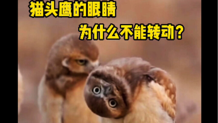 Owls can't move their big eyes, but their heads can rotate 270 degrees. What other cool facts about 