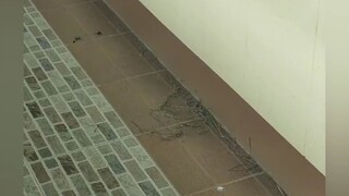 นกชอบมาทำรังที่บ้าน