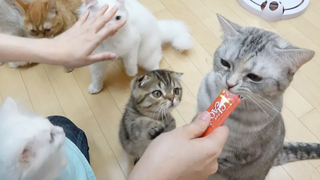 ขนมแมว เจ้าชู้ มุกบาง