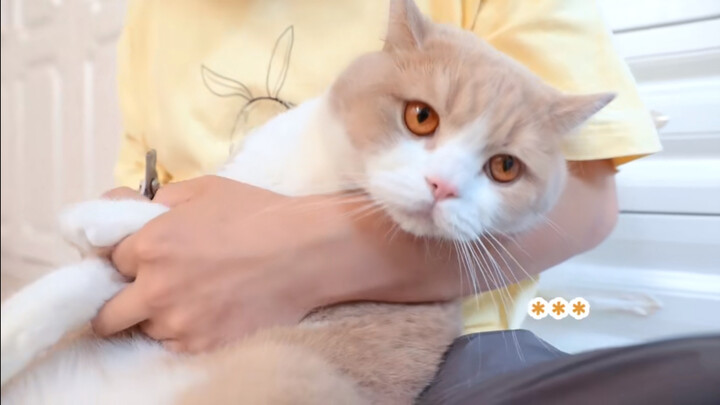 Memotong Kuku Kucing Saya