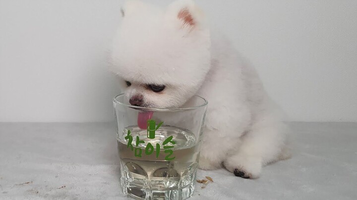 Doggy Shochu with snacks—already drunk after just a few sips?!