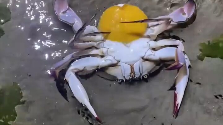 What is this crab doing?