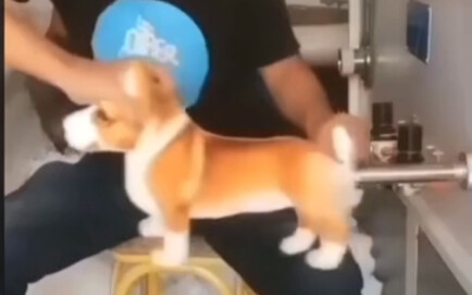 Pria mengisi bulu anjing dengan bulu angsa, sungguhan lho!