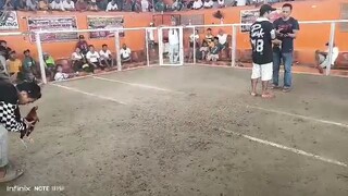another palahi win