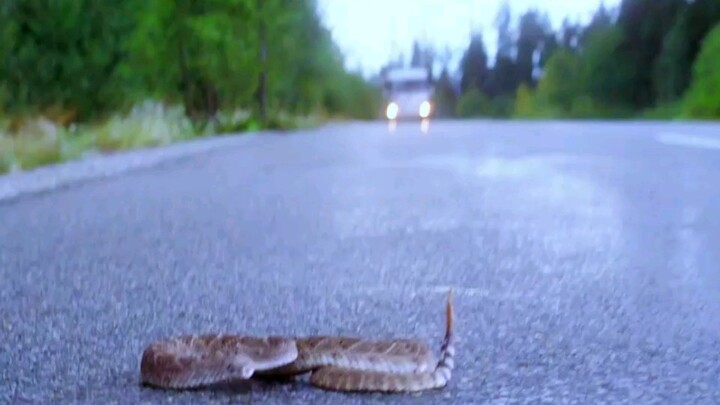 A small village has somehow become a haven for multiple serial killers.