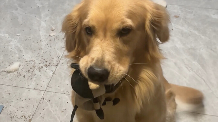 Anjing Golden Retriever: Sudah baik-baik, tolong ampuni saya…