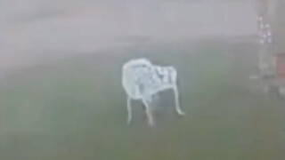 كرسي فيرجيل وسط العاصفة