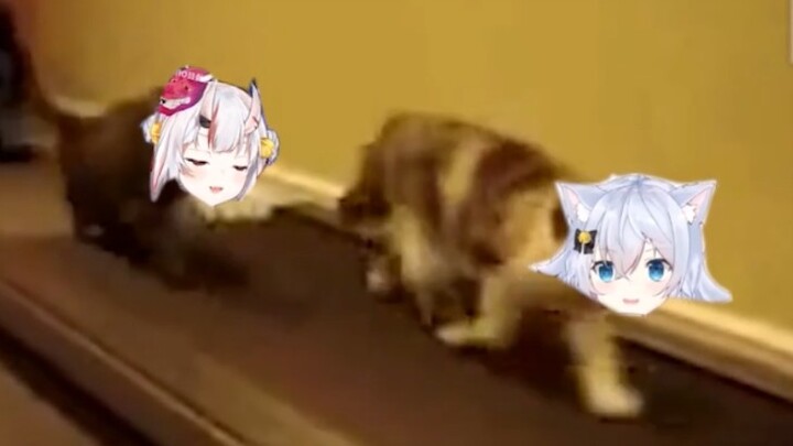 แม่ของสุนัขจับได้ว่าเธอลูบคลำสุนัขของ Yu