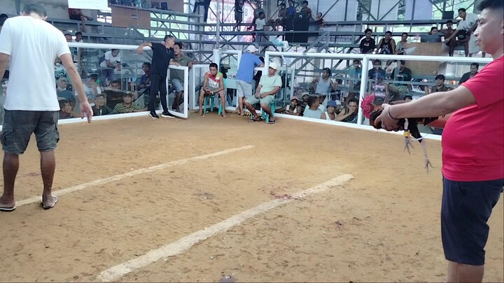 Unang panalo sa malaking sabungan na to sa TK 🐓