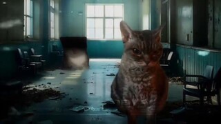 What is the meaning of cat meme? ——Cat meme discipline committee member