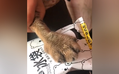 Cat: How did my perfectly fine paw turn into a fly swatter?!