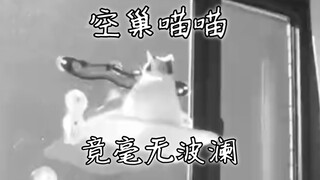 养猫的才知道有多炸裂
