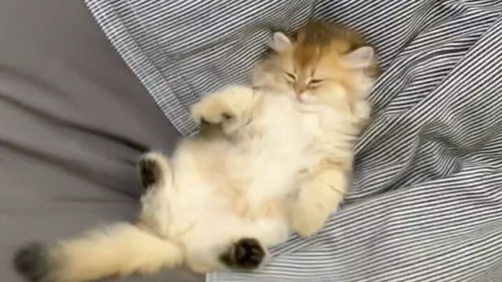 I successfully taught the sleeping little kitten to "jiojio" and bloom!