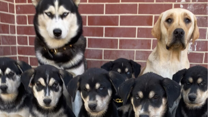 The changes in the puppies of a Husky and a Labrador!