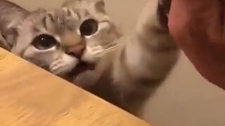 🐱🤜🤛😀