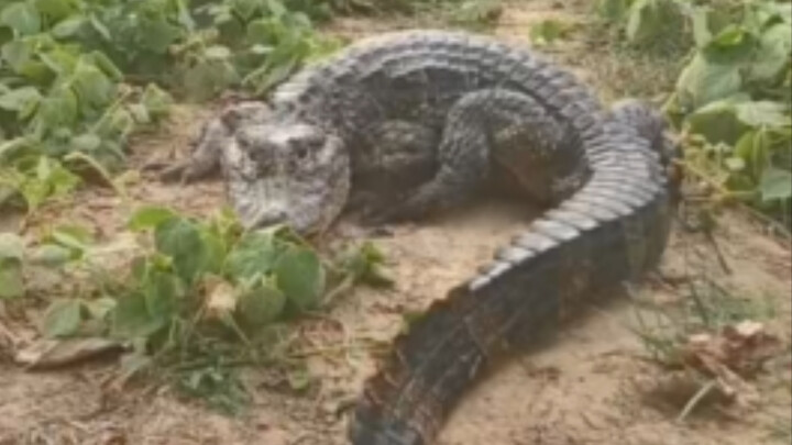 扬子鳄保护基地牌子上写的是：“禁止打扬子鳄”。