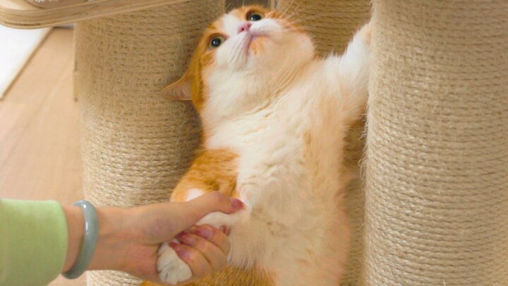谁懂啊，家人们，这猫说它要跟我回家！