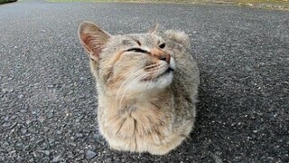 [Animals]Playing with a stray cat who hides its feet under it body